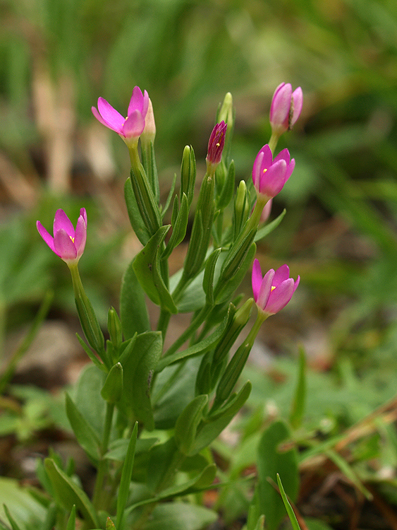 zemežlč menšia Centaurium erythraea Rafn