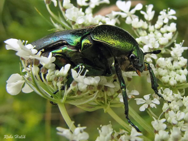 zlatoň obyčajný Cetonia aurata