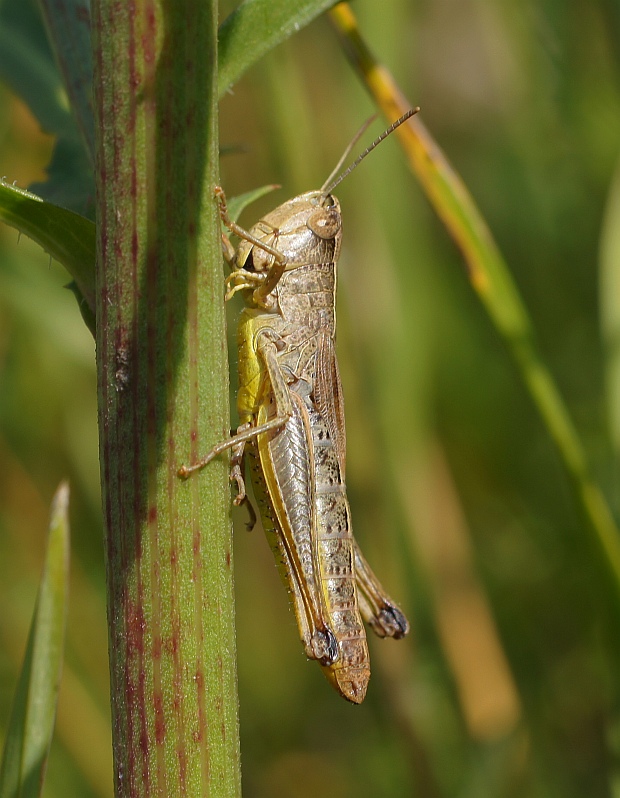 koník lúčny Chorthippus montanus