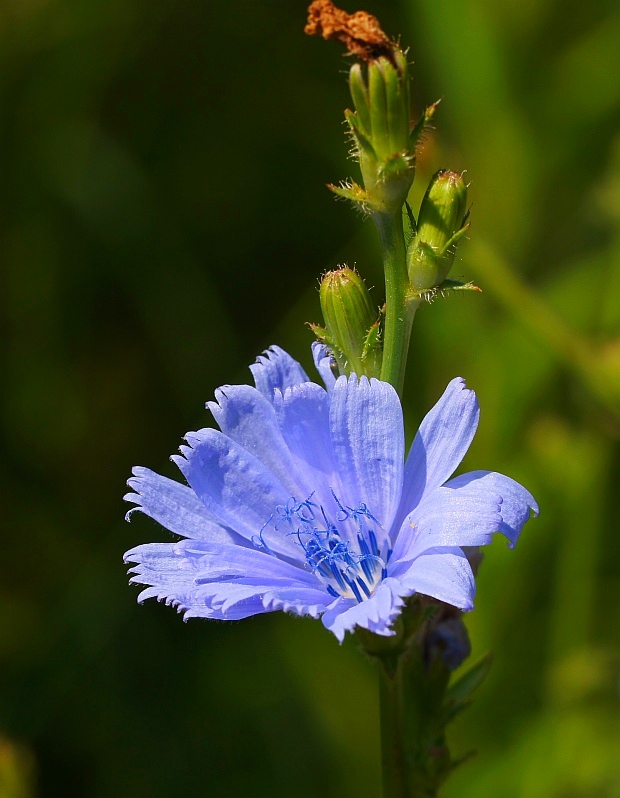 čakanka obyčajná Cichorium intybus L.