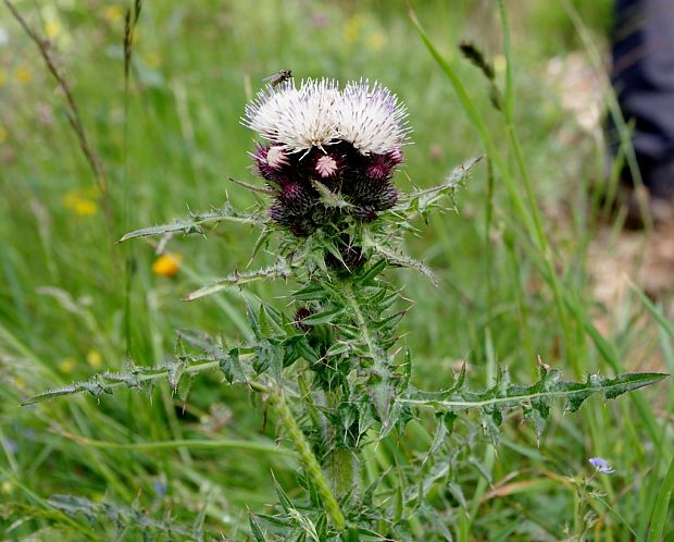 pichliač Cirsium x fissibracteatum