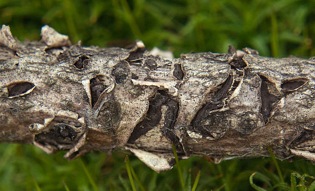 kolpóma dubová Colpoma quercinum (Pers.) Wallr.