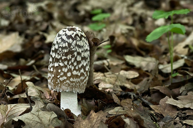 hnojník strakatý Coprinopsis picacea (Bull.) Redhead, Vilgalys & Moncalvo