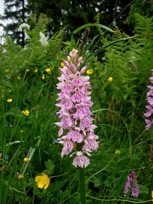 vstavačovec fuchsov pravý Dactylorhiza fuchsii subsp. fuchsii (Druce) Soó