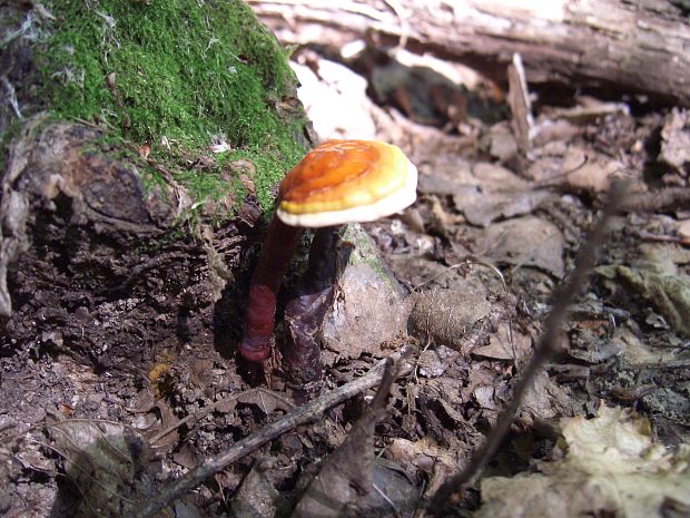 lesklokorka lesklá Ganoderma lucidum (Curtis) P. Karst.