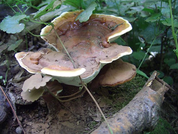 lesklokorka lesklá Ganoderma lucidum (Curtis) P. Karst.