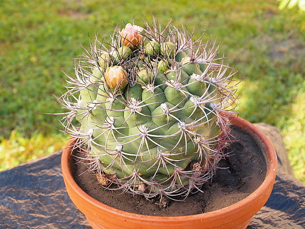 kaktus Gymnocalycium cf. cardenasianum