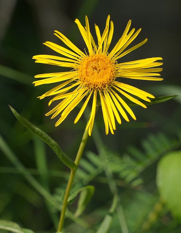 oman vŕbolistý Inula salicina L.