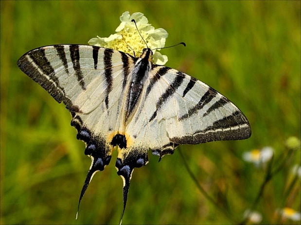 vidlochvost ovocný Iphiclides podalirius