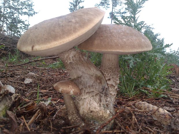 kozák Leccinum aerugineum (Fr.) Lannoy & Estadès