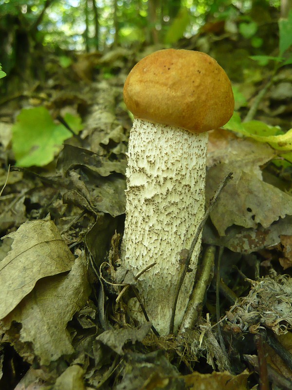 kozák osikový Leccinum albostipitatum den Bakker & Noordel.