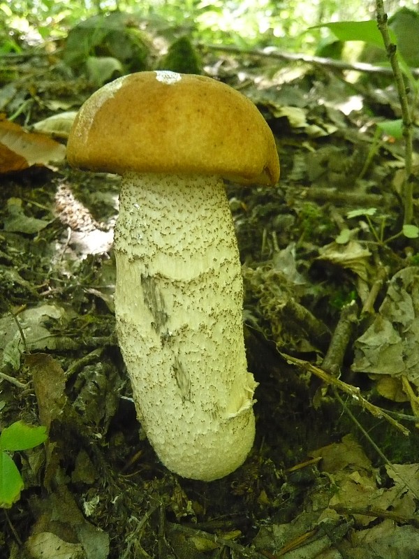 kozák osikový Leccinum albostipitatum den Bakker & Noordel.