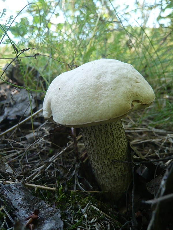 kozák topoľový Leccinum duriusculum (Schulzer ex Kalchbr.) Singer