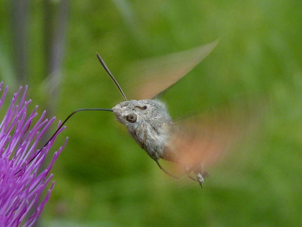 lišaj marinkový  Macroglossum stellatarum