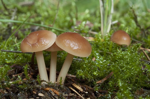 tanečnica poľná Marasmius oreades (Bolton) Fr.