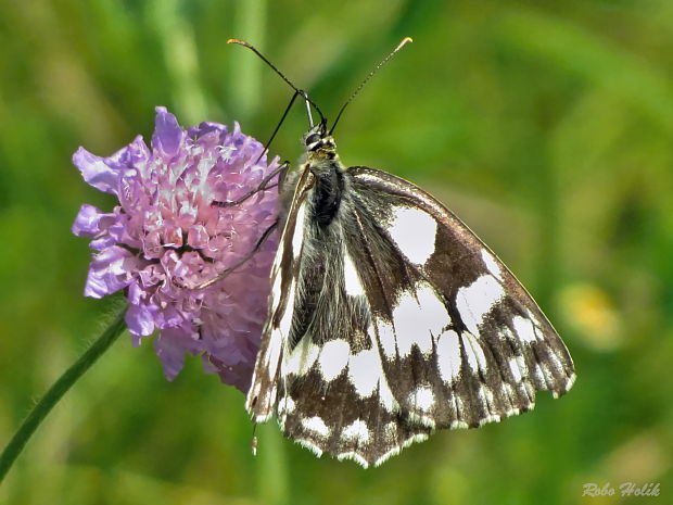 očkáň timotejkový Melanargia galathea