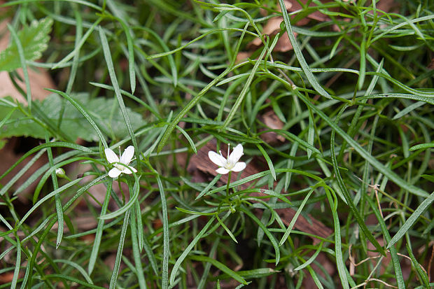 meringia machovitá Moehringia muscosa L.