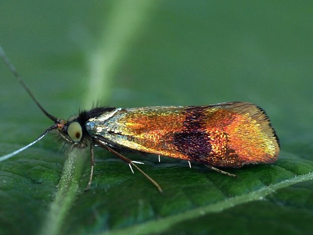 adéla marulková Nemophora fasciella Fabricius, 1775