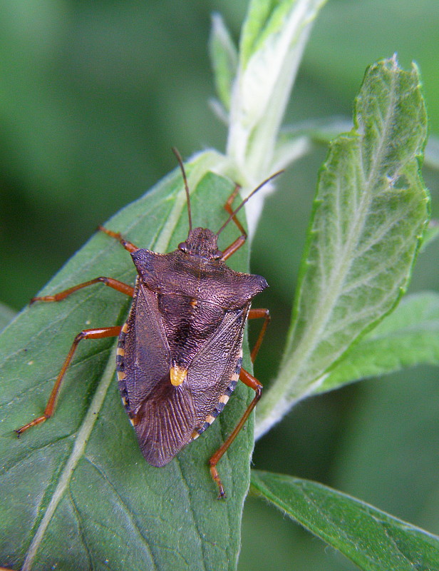 bzdocha červenonohá Pentatoma rufipes