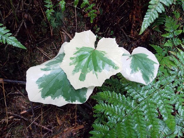 deväťsil hybridný  Petasites hybridus (L.) P. Gaertn., B. Mey. et Scherb.