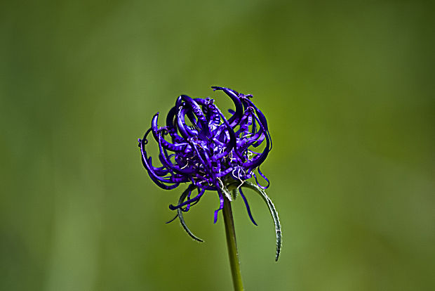 zerva hlavatá horská Phyteuma orbiculare subsp. montanum R. Schultz