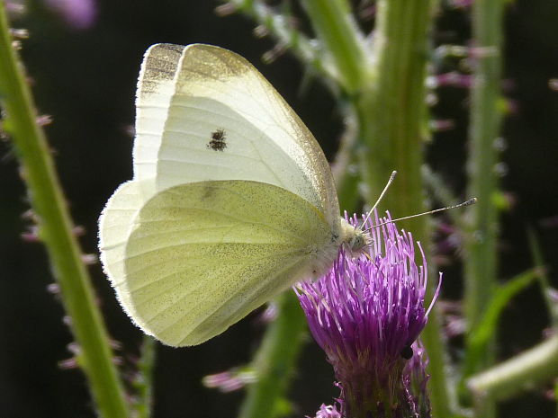 mlynárik repový  Pieris rapae