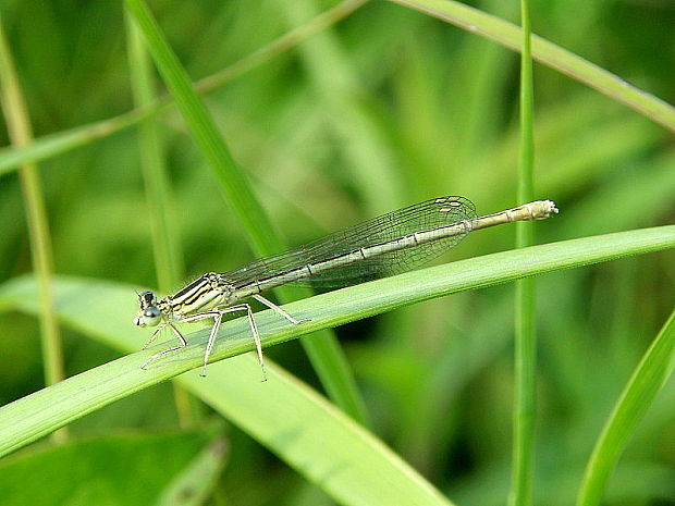 šidielko ploskonohé Platycnemis pennipes