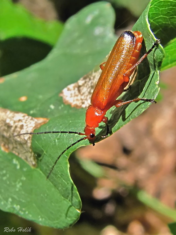 snehuľčík žltý Rhagonycha fulva