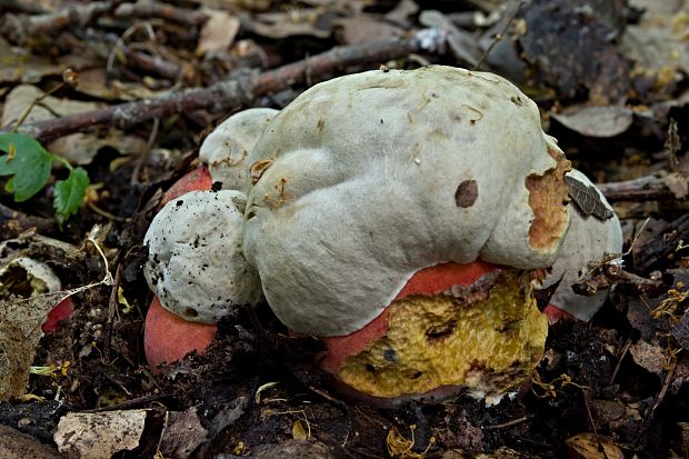 hríb satanský Rubroboletus satanas f. satanas (Lenz) Kuan Zhao & Zhu L. Yang