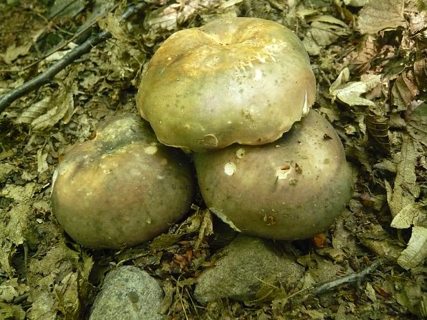 plávka modrastá Russula cyanoxantha (Schaeff.) Fr.