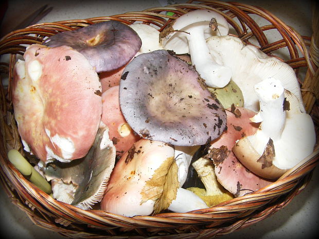 plávka Russula sp.