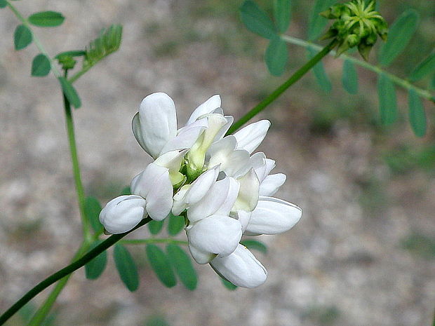 ranostajovec pestrý - albín  Securigera varia (L.) Lassen