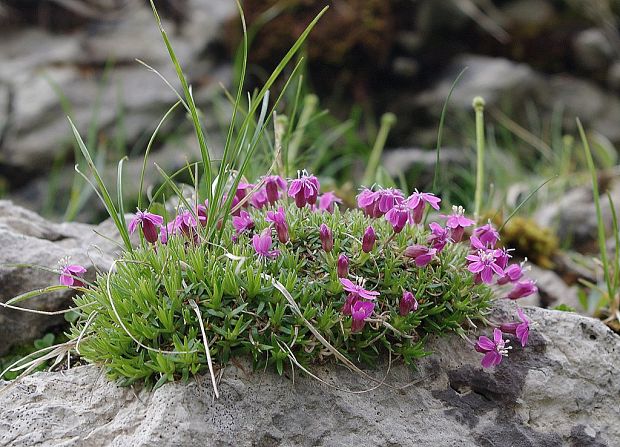 silenka bezbyľová Silene acaulis (L.) Jacq.