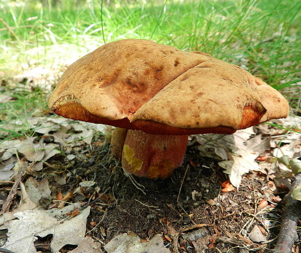 hríb zrnitohlúbikový Sutorius luridiformis (Rostk.) G. Wu & Zhu L. Yang