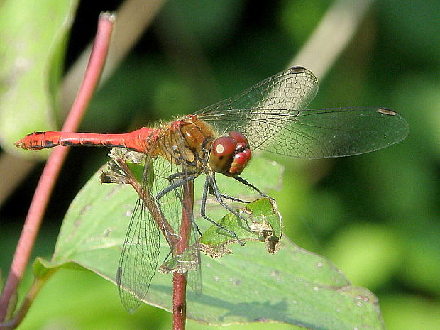 vážka červená  Sympetrum sanguineum  Müller, 1764