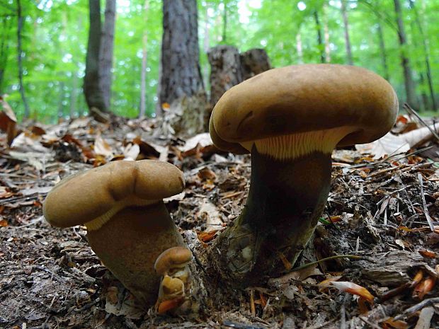 čechračka tmavohlúbiková Tapinella atrotomentosa (Batsch) Šutara