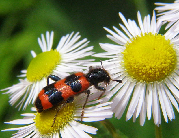 pestroš včelí Trichodes apiarius