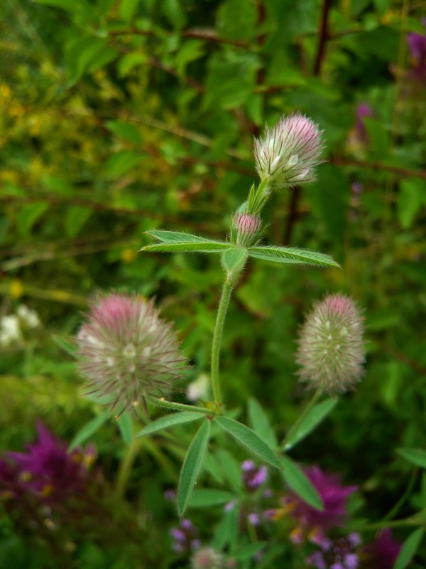 ďatelina roľná Trifolium arvense L.