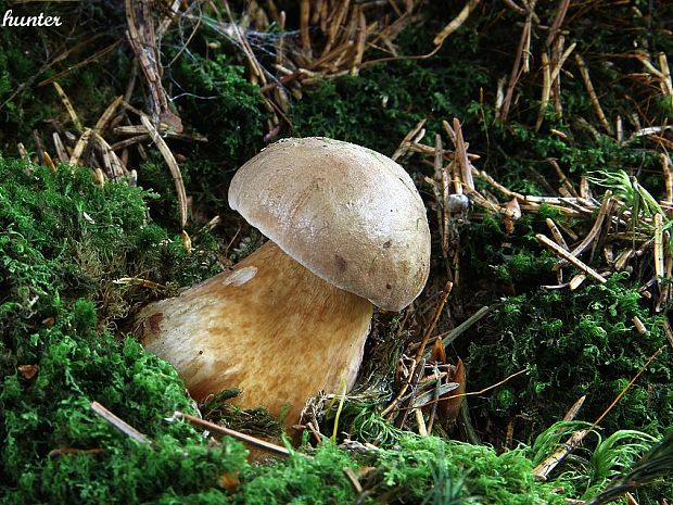 podhríb žlčový Tylopilus felleus (Bull.) P. Karst.