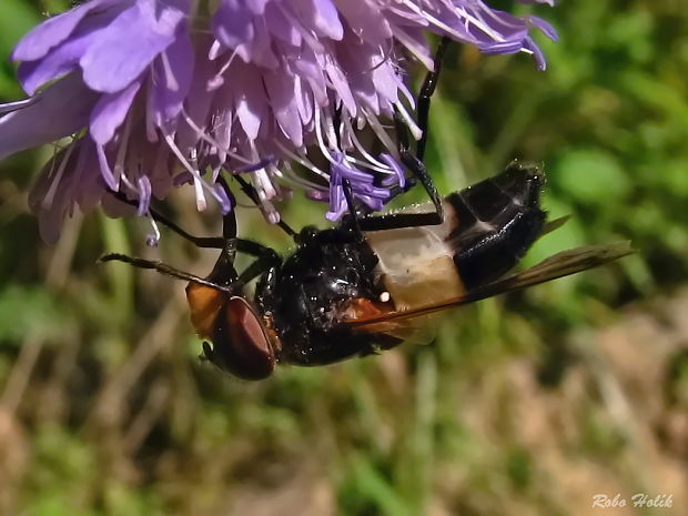 pestrica Volucella pellucens