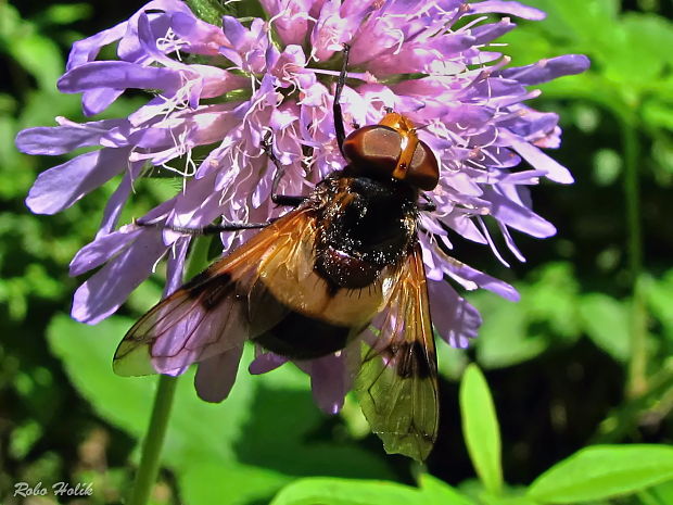 pestrica Volucella pellucens