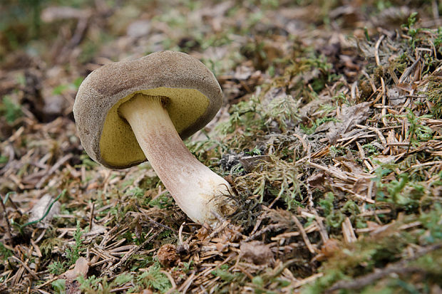 suchohríb Xerocomus sp.