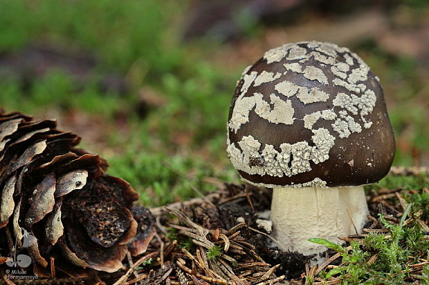 muchotrávka hrubá Amanita excelsa (Fr.) Bertill.