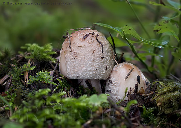 muchotrávka červenkastá Amanita rubescens Pers.