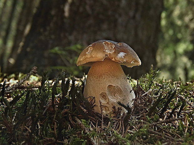 hríb smrekový Boletus edulis Bull.