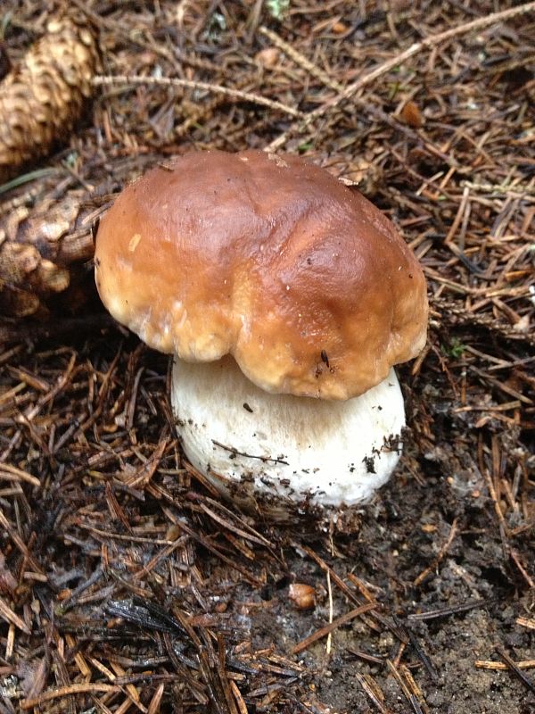 hríb smrekový Boletus edulis Bull.