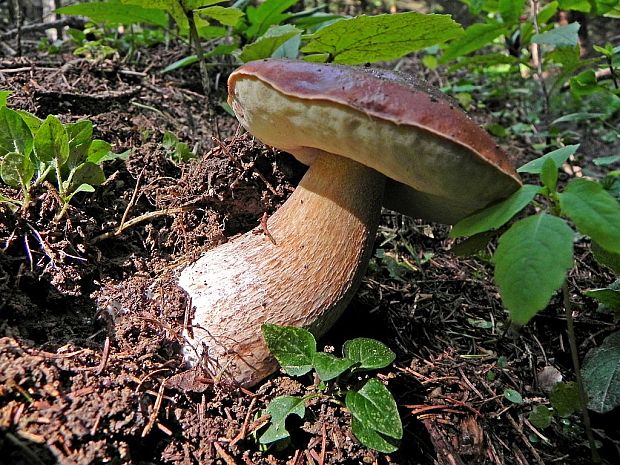 hríb smrekový Boletus edulis Bull.