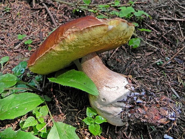 hríb smrekový Boletus edulis Bull.