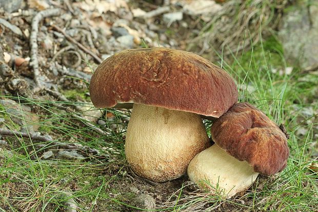 hríb sosnový Boletus pinophilus Pil. et Dermek in Pil.