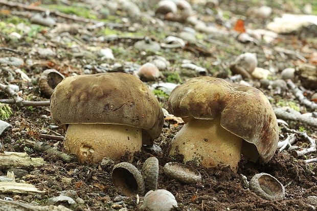 hríb sosnový Boletus pinophilus Pil. et Dermek in Pil.